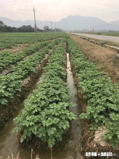 土豆叶发黄死亡的原因是什么土豆叶黄死亡用什么药能治呀