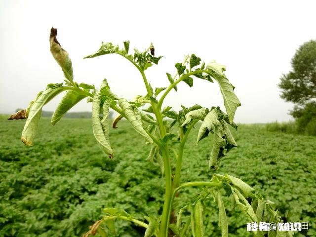 土豆叶发黄死亡的原因是什么土豆叶黄死亡用什么药能治呀