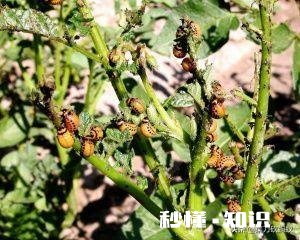 土豆叶发黄死亡的原因是什么土豆叶黄死亡用什么药能治呀