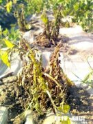 土豆叶发黄死亡的原因是什么土豆叶黄死亡用什么药能治呀