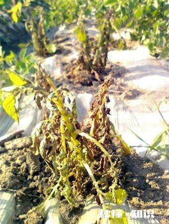 土豆叶发黄死亡的原因是什么土豆叶黄死亡用什么药能治呀