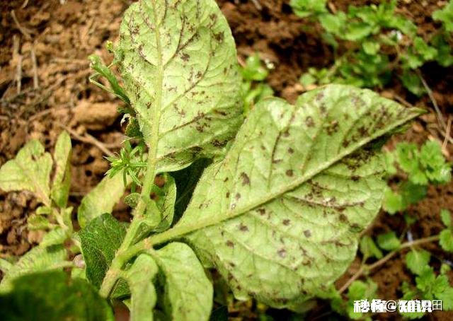 土豆叶发黄死亡的原因是什么土豆叶黄死亡用什么药能治呀