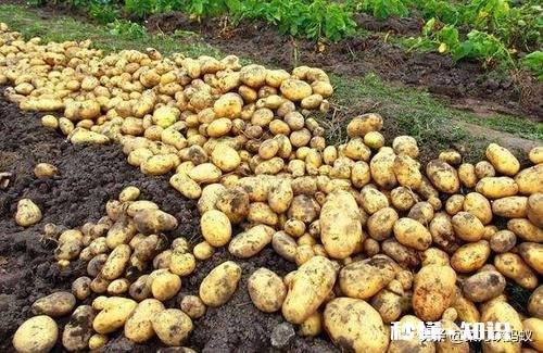 土豆叶发黄死亡的原因是什么土豆叶黄死亡用什么药能治呀