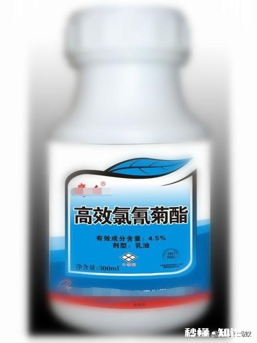 土豆叶发黄死亡的原因是什么土豆叶黄死亡用什么药能治呀