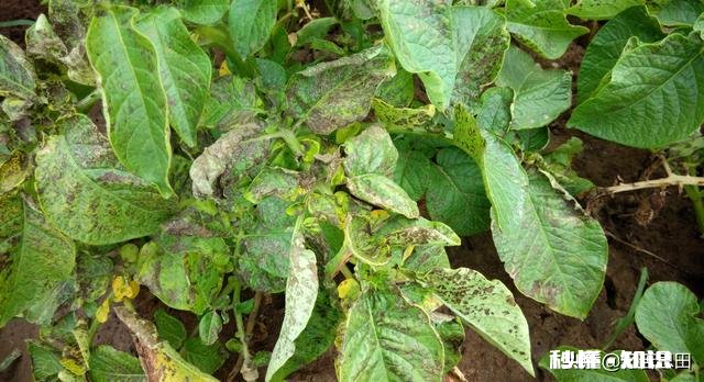 土豆叶发黄死亡的原因是什么土豆叶黄死亡用什么药能治呀