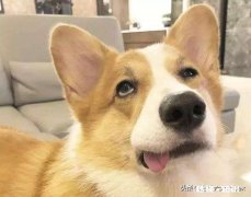 感觉现在城市里饲养狗等宠物的越来越多，是什么原因造成的