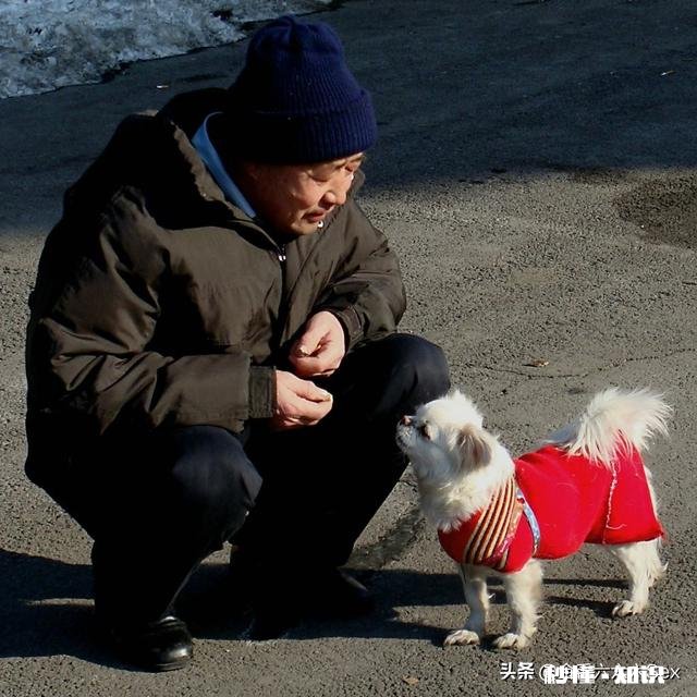 感觉现在城市里饲养狗等宠物的越来越多，是什么原因造成的