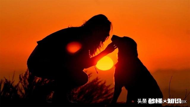 感觉现在城市里饲养狗等宠物的越来越多，是什么原因造成的