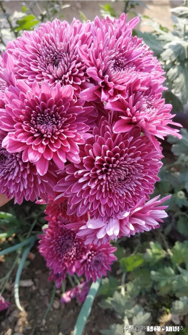 疫情后菏泽房价会降吗