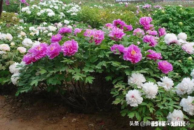 疫情后菏泽房价会降吗