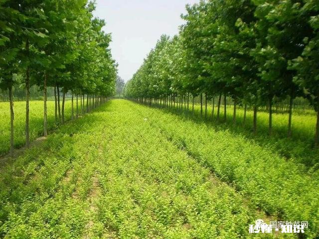 2021年苗木市场行情怎么样