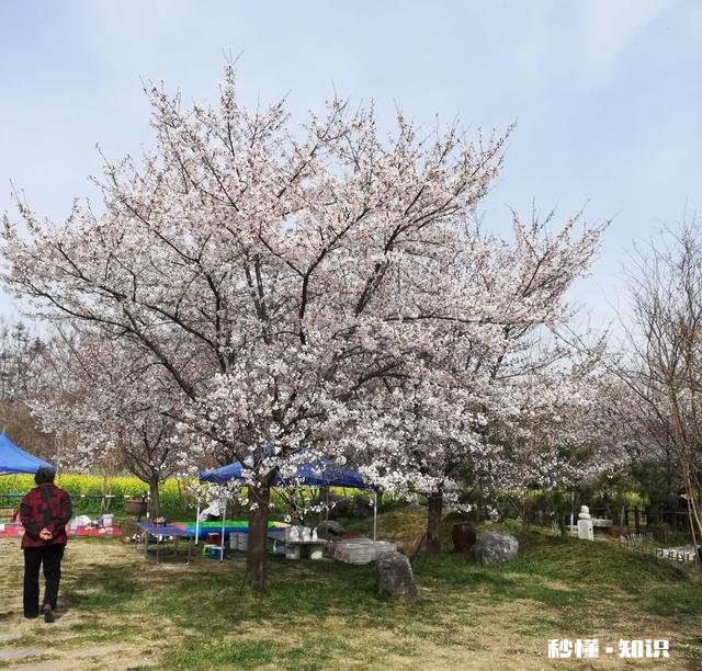 2021年苗木市场行情怎么样