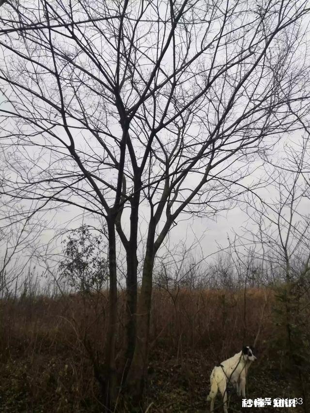 2021年苗木市场行情怎么样