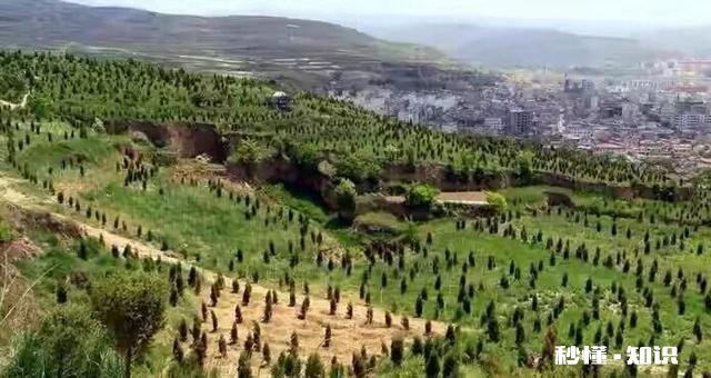 2021年苗木市场行情怎么样