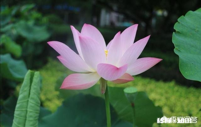 “出淤泥而不染”与“近朱者赤，近墨者黑”矛盾吗