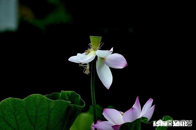 “出淤泥而不染”与“近朱者赤，近墨者黑”矛盾吗