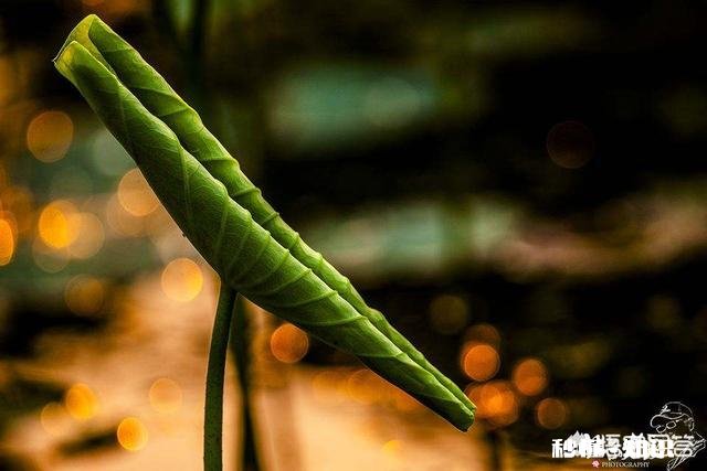 “出淤泥而不染”与“近朱者赤，近墨者黑”矛盾吗