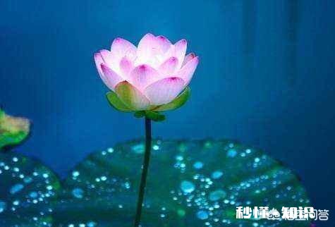 “出淤泥而不染”与“近朱者赤，近墨者黑”矛盾吗