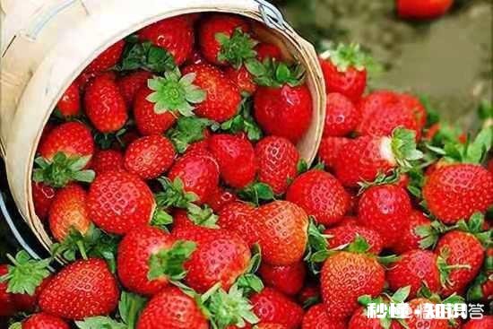 草莓种植哪些品种好,产量高