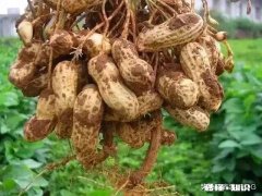 肥料烧花生苗怎么办