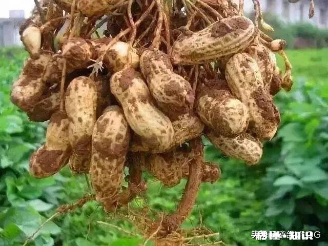 肥料烧花生苗怎么办