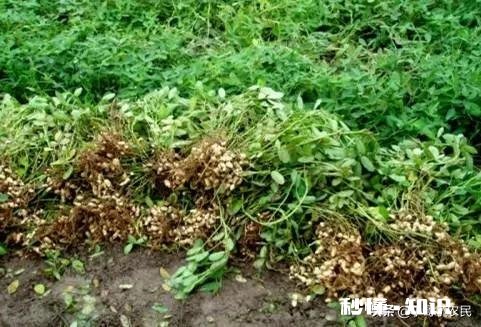 肥料烧花生苗怎么办