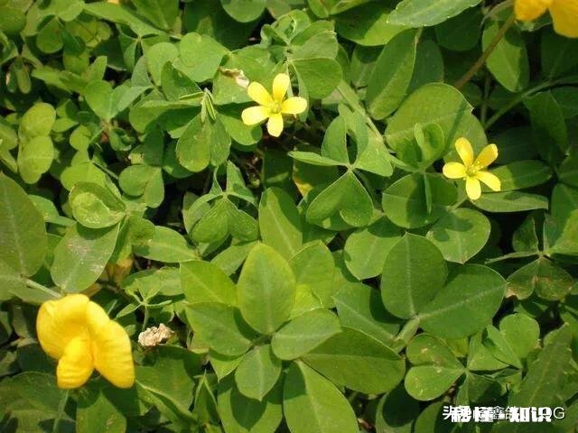 肥料烧花生苗怎么办