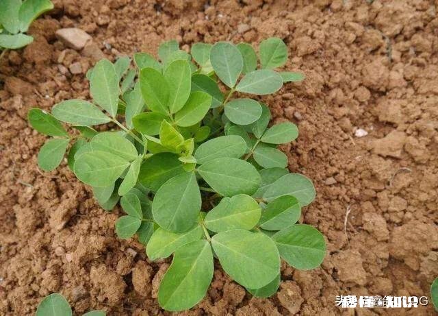 肥料烧花生苗怎么办