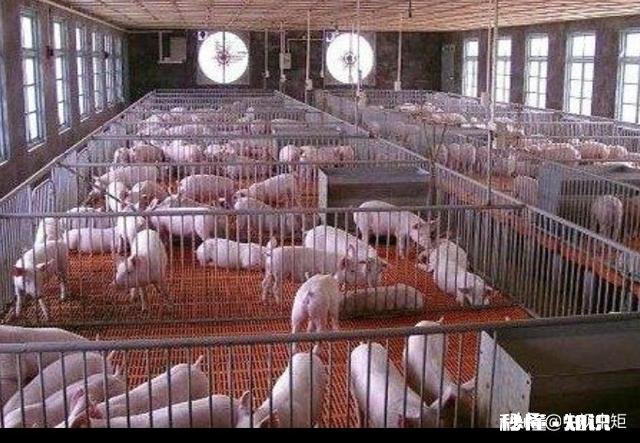 养殖业容易遭受哪些天灾都是怎样防护和应对的