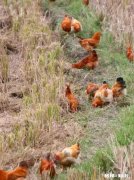 养殖业容易遭受哪些天灾都是怎样防护和应对的