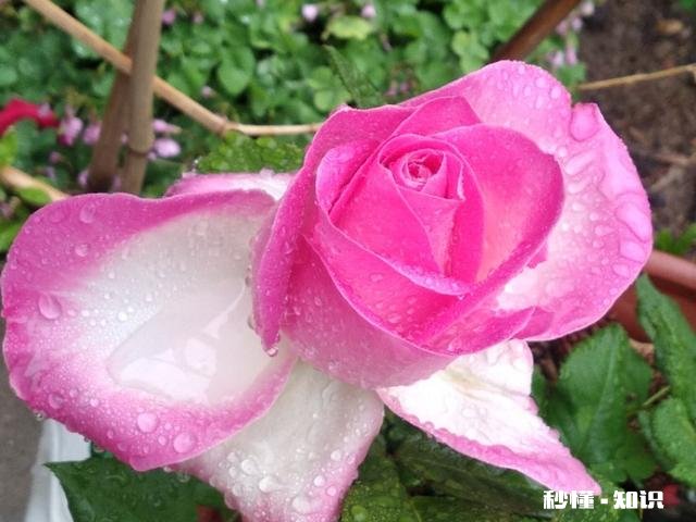 朋友说以前你是他梦中情人。后来你发现他老婆很像你。你会怎样