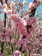 朋友说以前你是他梦中情人。后来你发现他老婆很像你。你会怎样