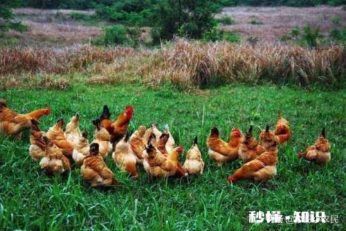 无抗养殖怎么做