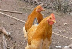 无抗养殖怎么做