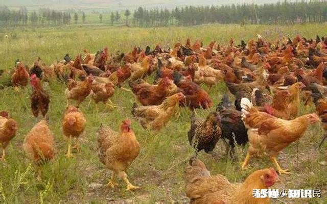 无抗养殖怎么做