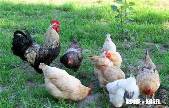 无抗养殖怎么做