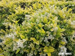 婆婆对儿媳妇很不好，突然瘫痪了，儿媳妇会伺候她吗遇到过吗