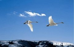 你觉得理想和爱情哪个重要为什么