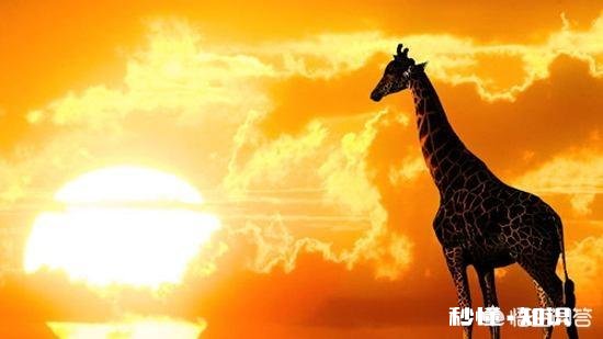 你觉得理想和爱情哪个重要为什么