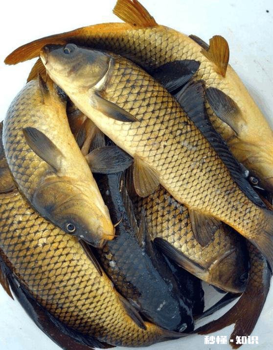 如何剥鲤鱼
