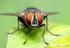 大家遇到过哪些像吃了苍蝇一样难受但却无可奈何的事