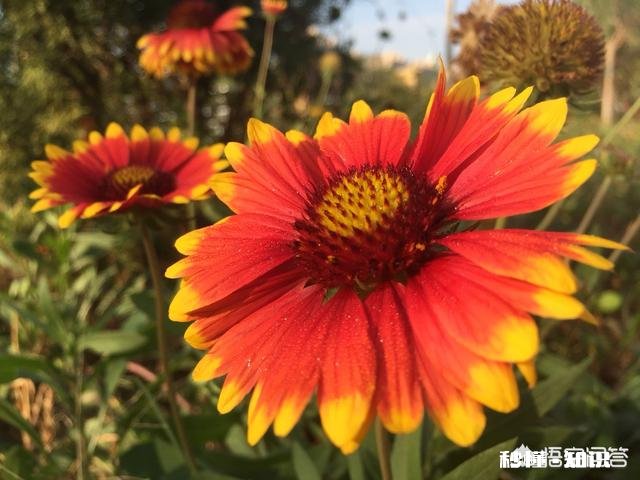 没有才能的人，怎么做自媒体