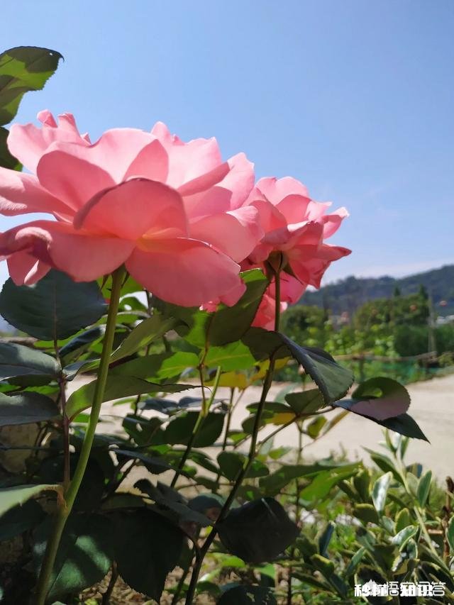 怎样做自媒体才有收益,求高人指点,有个1分钱都好呀