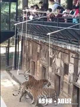 家长钓老虎，小孩子在旁边观看，这难道不会对孩子造成影响吗