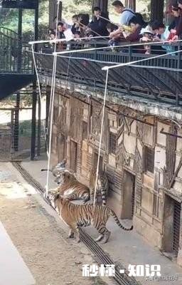 家长钓老虎，小孩子在旁边观看，这难道不会对孩子造成影响吗