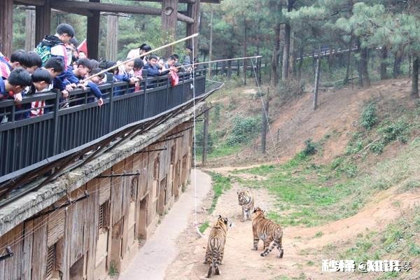 家长钓老虎，小孩子在旁边观看，这难道不会对孩子造成影响吗