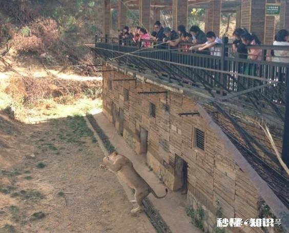 家长钓老虎，小孩子在旁边观看，这难道不会对孩子造成影响吗