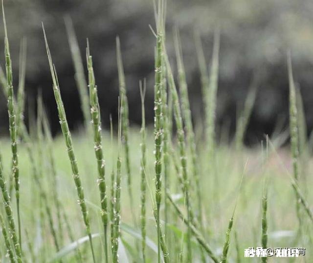春季小麦怎么样做好田间除草