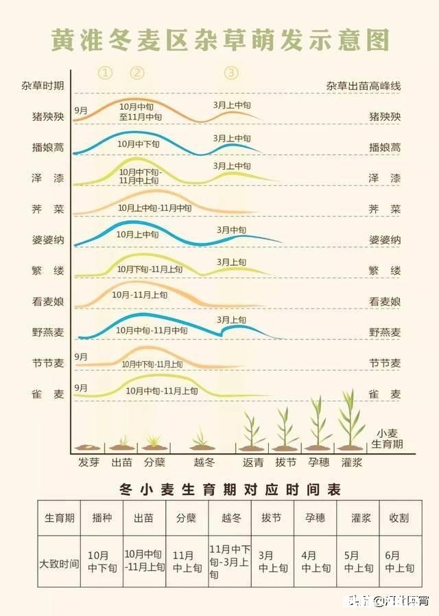 春季小麦怎么样做好田间除草