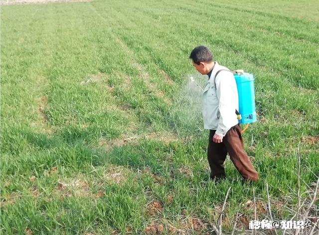 春季小麦怎么样做好田间除草